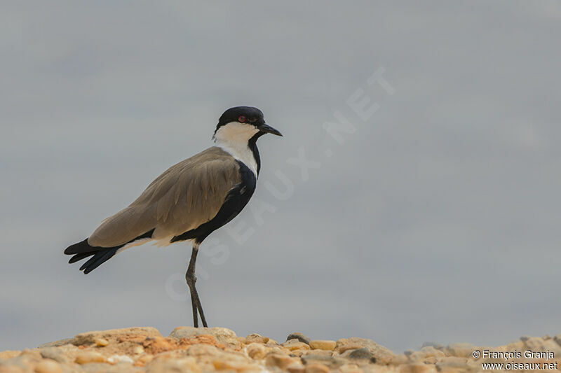 Spur-winged Lapwingadult