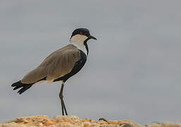 Spur-winged Lapwing