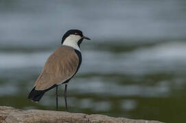 Spur-winged Lapwing