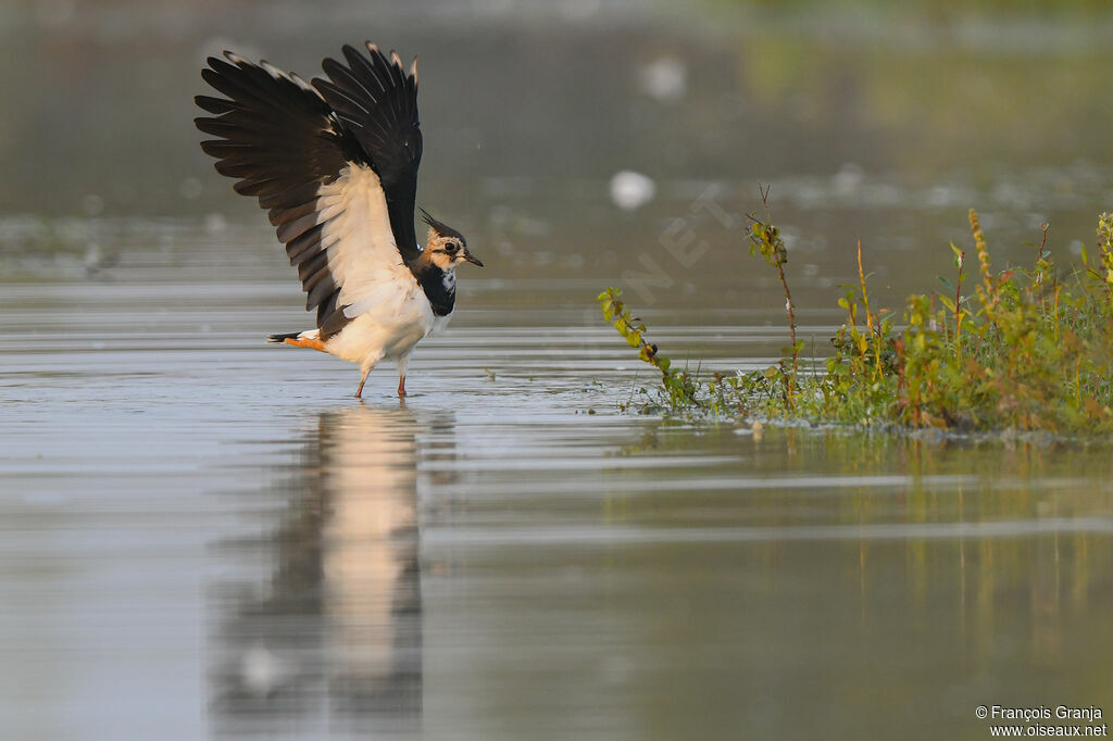 Northern Lapwing