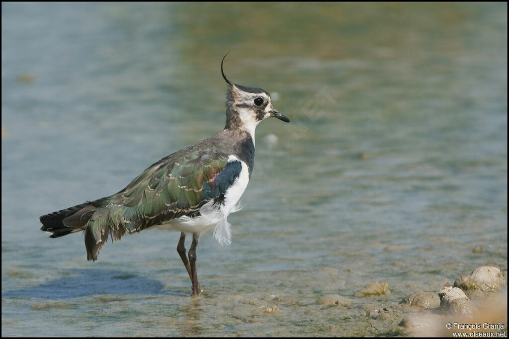 Northern Lapwingadult