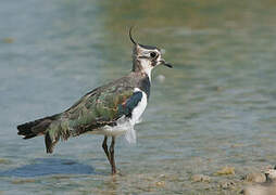 Northern Lapwing