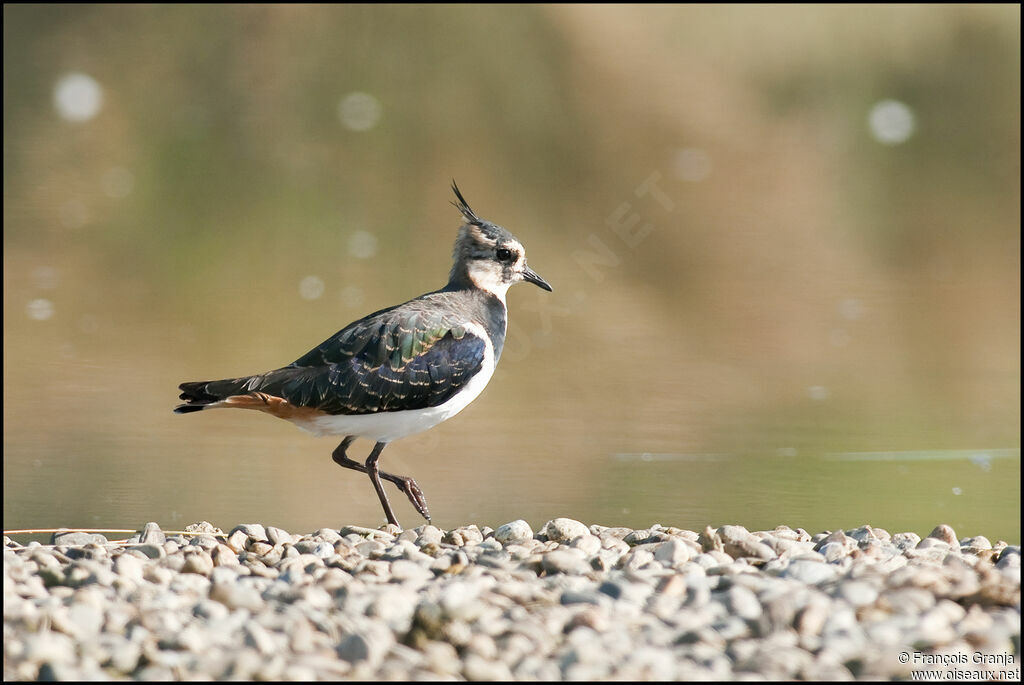 Northern Lapwingadult