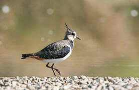 Northern Lapwing