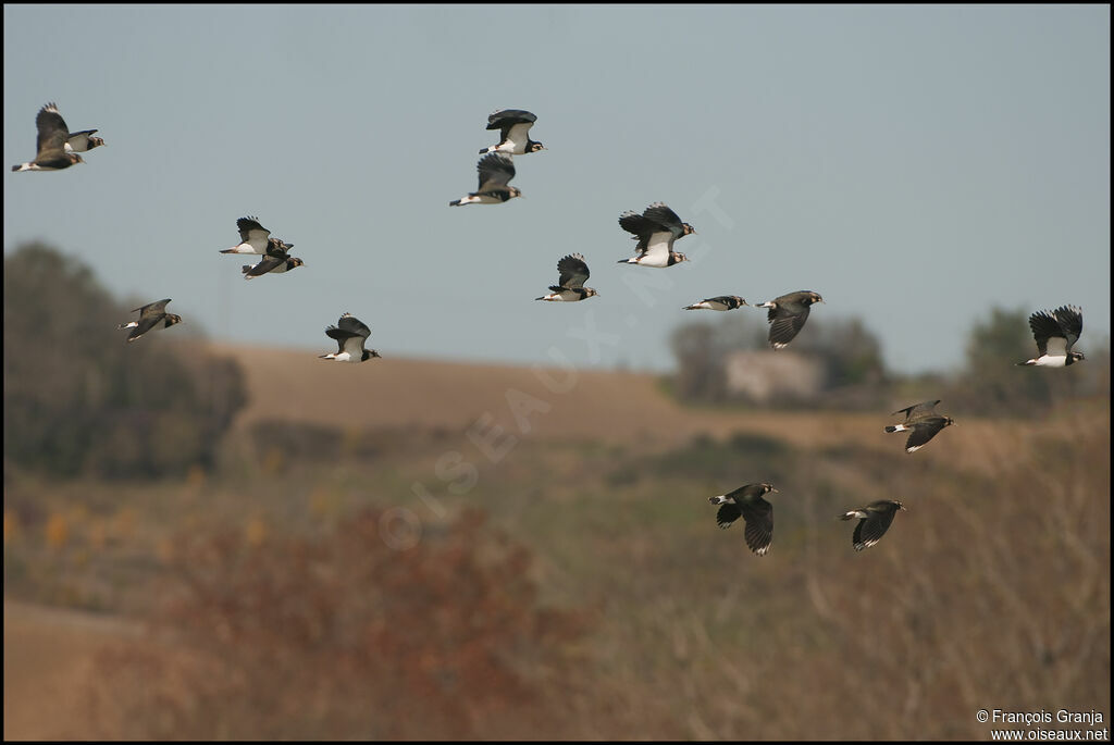 Northern Lapwingadult, Reproduction-nesting