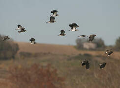 Northern Lapwing