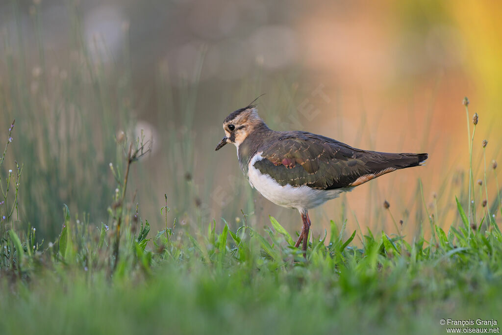 Northern Lapwing