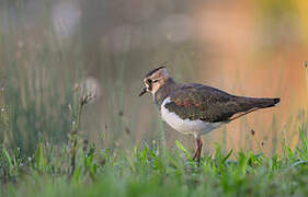 Northern Lapwing