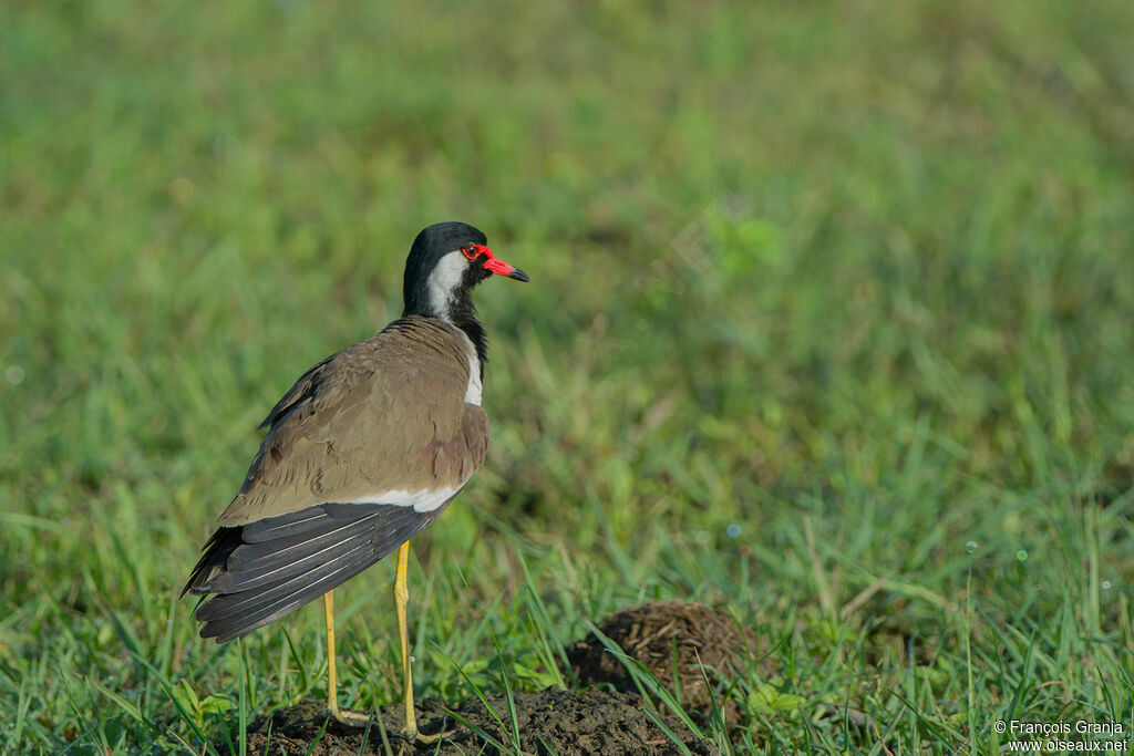 Red-wattled Lapwing