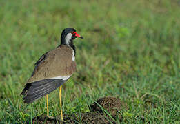 Red-wattled Lapwing