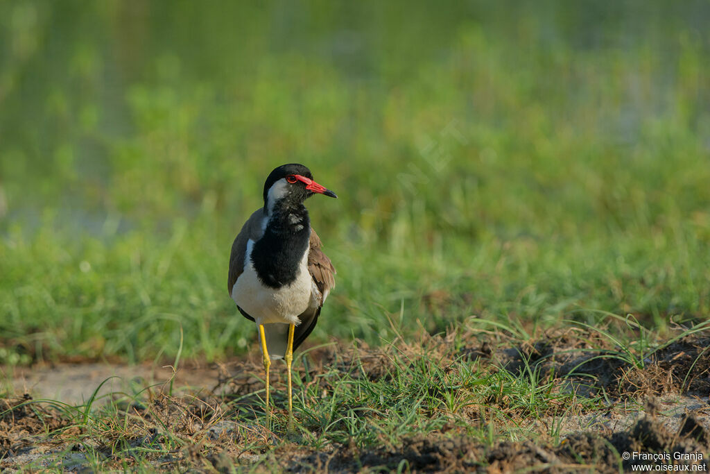 Red-wattled Lapwing