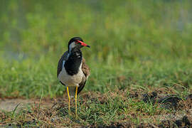 Red-wattled Lapwing