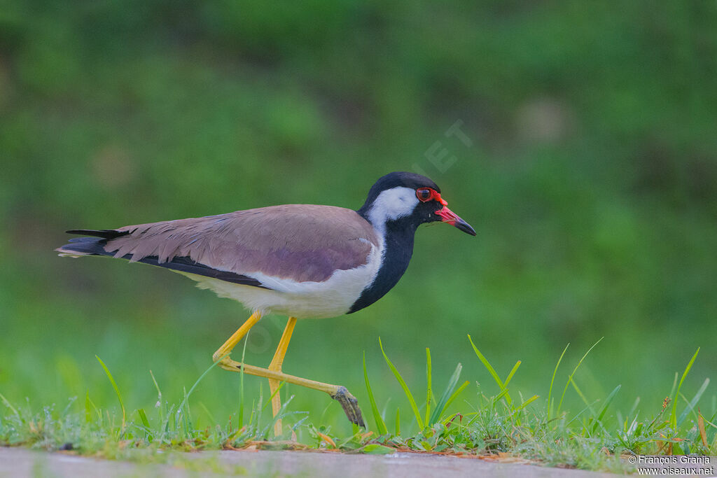 Red-wattled Lapwing