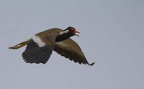 Red-wattled Lapwing