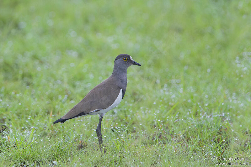 Senegal Lapwingadult