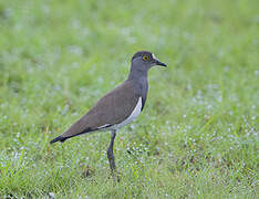 Senegal Lapwing