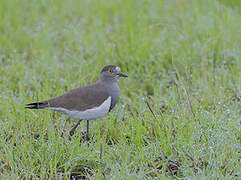 Senegal Lapwing