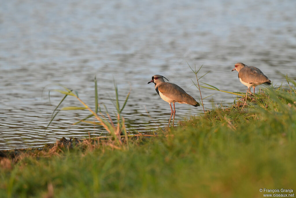 Southern Lapwing