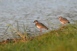 Southern Lapwing