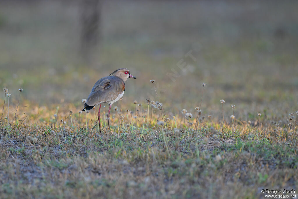 Southern Lapwing