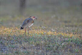 Southern Lapwing