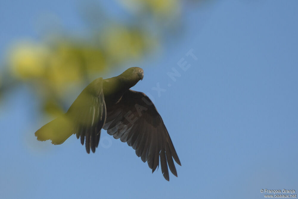 Seychelles Black Parrotadult