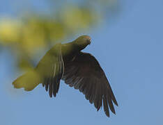 Seychelles Black Parrot