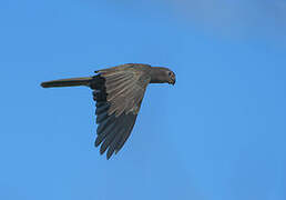 Seychelles Black Parrot