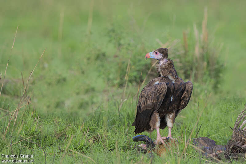 White-headed Vulturejuvenile, pigmentation, eats