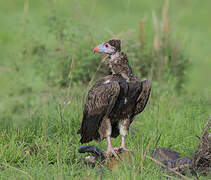 White-headed Vulture