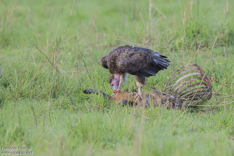 Vautour à tête blancheimmature, mange