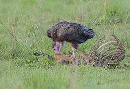 White-headed Vulture