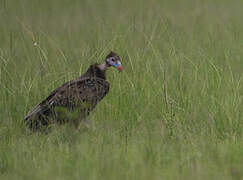 White-headed Vulture