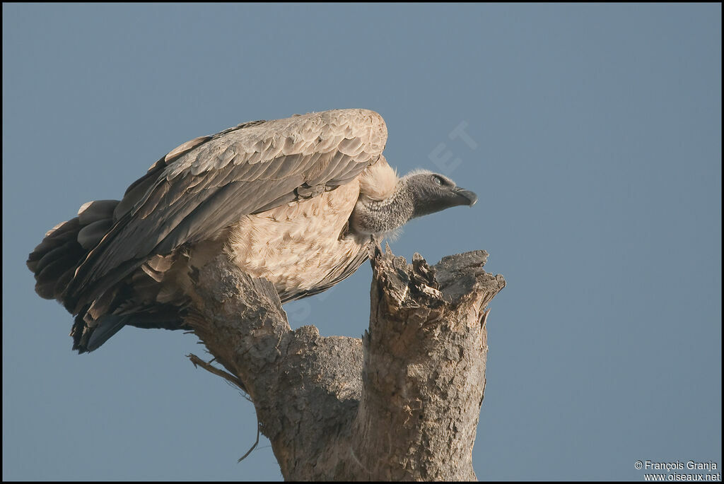 White-backed Vulture