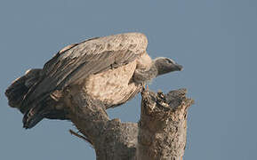 White-backed Vulture