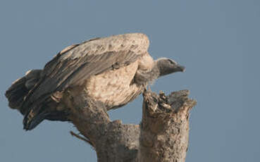 Vautour africain