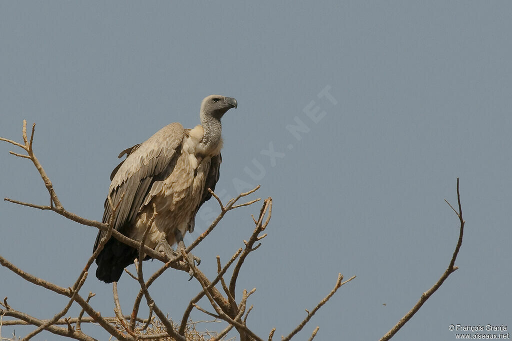 White-backed Vulture