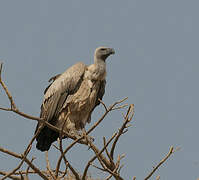 White-backed Vulture