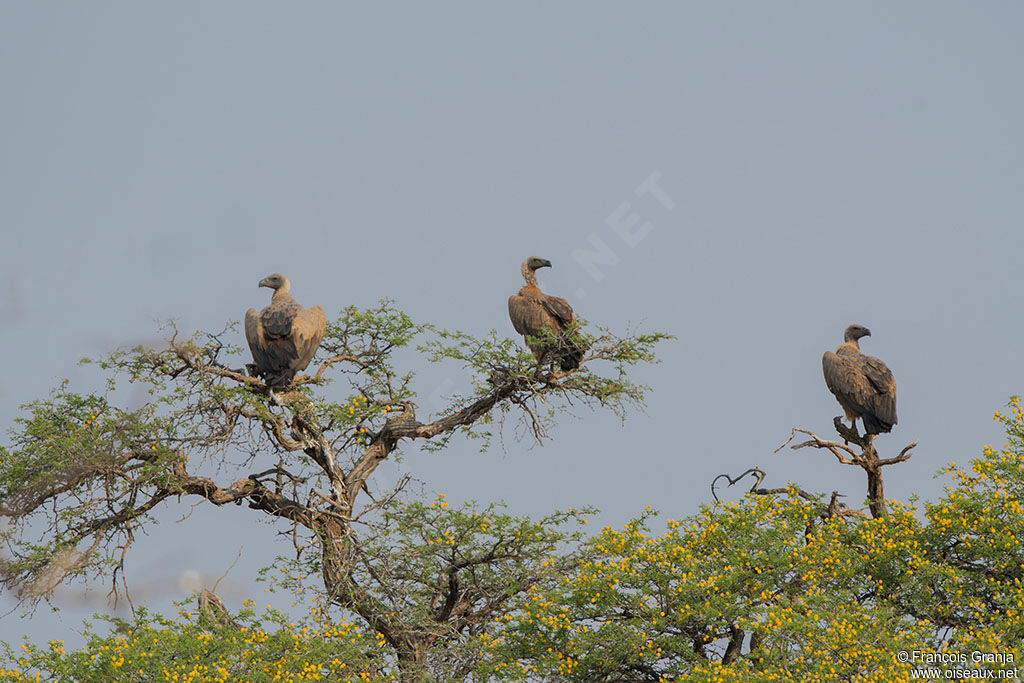 White-backed Vulture