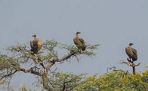 White-backed Vulture