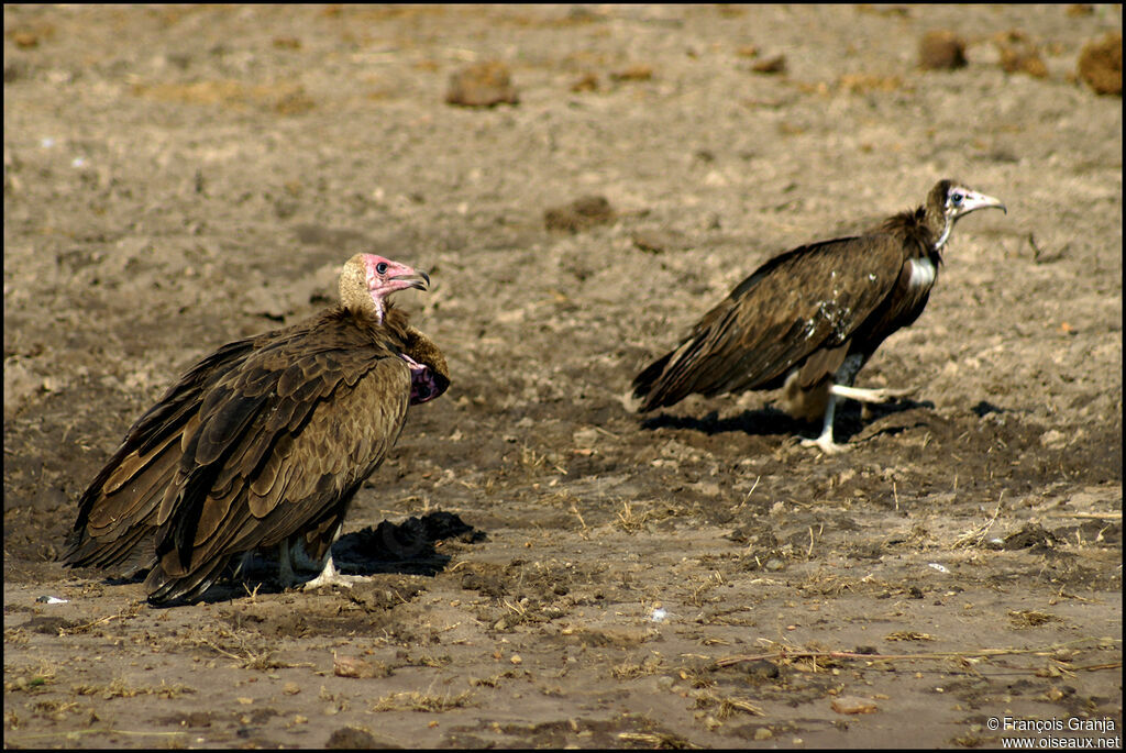 Hooded Vulture