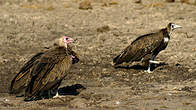 Vautour charognard