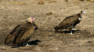 Hooded Vulture