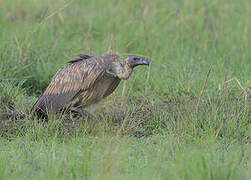 Rüppell's Vulture