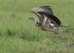 Rüppell's Vulture