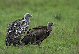 Rüppell's Vulture