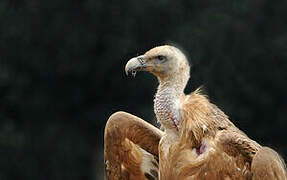 Griffon Vulture