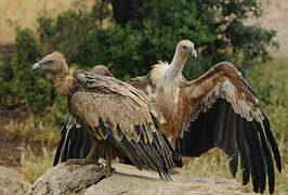 Griffon Vulture