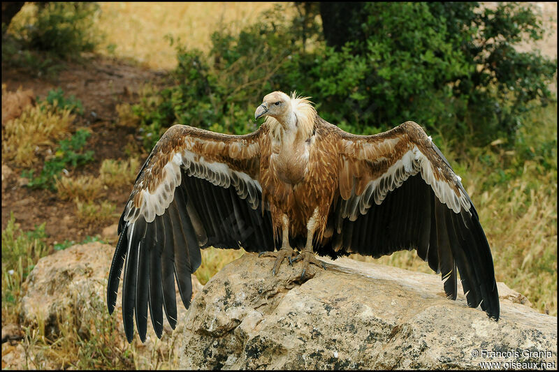 Griffon Vultureadult