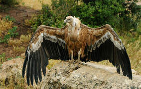 Griffon Vulture